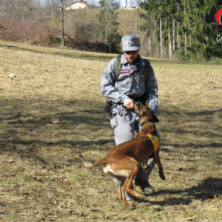 Cani antiveleno dei Carabinieri Forestali in azione a San Damiano d’Asti