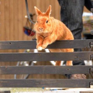Nuove passioni nella vecchia fattoria