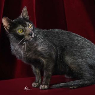 A Petsfestival 2022 gatti da tutto il mondo!