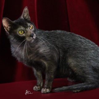 Petsfestival 2021: il gatto è sempre più protagonista