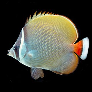 Petsfestival 2022: Acquariologia per tutti
