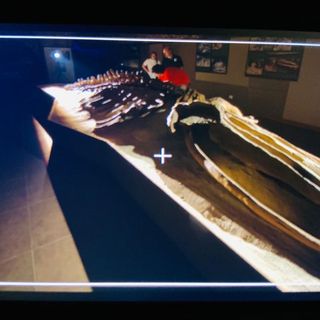 Rai Storia al Museo Paleontologico (questa e tutte le altre foto sono state realizzate da Valerio Rapisarda)