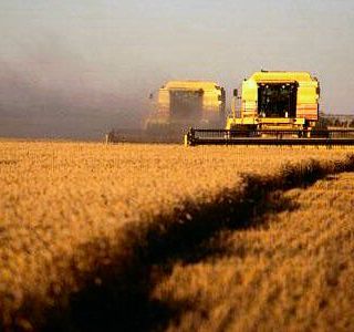 Siccità, molte culture in stress idrico. Coldiretti Asti: &quot;Frumento e ortaggi soffrono&quot;