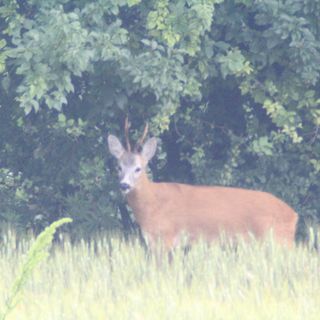 Murgia (Ambito Territoriale Caccia): “La decisione di aprire o chiudere la caccia a specie dannose per le coltivazioni spetta a chi ne ha esperienza diretta”