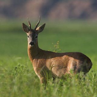 Un capriolo (immagine d'archivio)