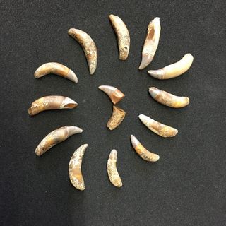 Denti delfinide