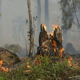 incendio in un bosco