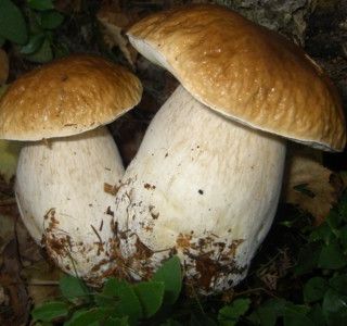 Il Parco Paleontologico rilascia i titoli per la raccolta funghi 2020