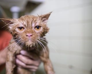 (immagine di repertorio)