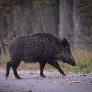 La Regione Piemonte propone un tavolo nazionale contro i pericoli della fauna selvatica