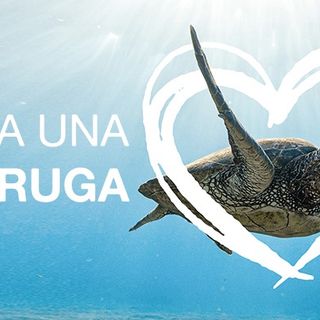 L’associazione Plastic Free Odv Onlus lancia il progetto “Adotta una tartaruga”