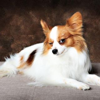 Petsfestival 2021: una fiera dedicata ai cani e alle loro attitudini