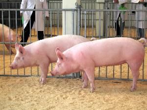 Agricoltura: dalla Regione maggior sostegno per partecipare alle fiere zootecniche