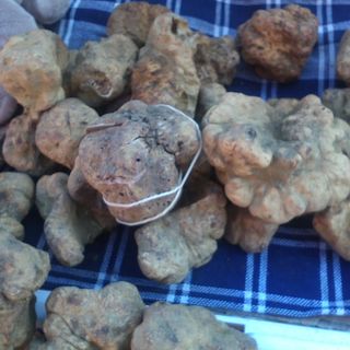 Montiglio Monferrato: il paese astigiano apre la stagione del tartufo con una fiera da record