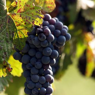 Vendemmia: nell’Astigiano produzione eccellente, ma in calo (-20%) rispetto all’anno scorso