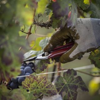 Meno quantità e maggiore qualità, tratti distintivi della Barbera d’Asti Docg 2019