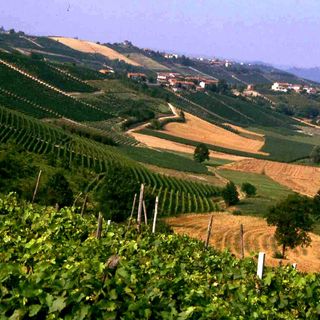 Moscato d'Asti, Barbera d'Asti e Brachetto d'Acqui sono in difficoltà. Ricagno (pres. Consorzio Brachetto): abbiamo chiesto lo stato di crisi alla Regione