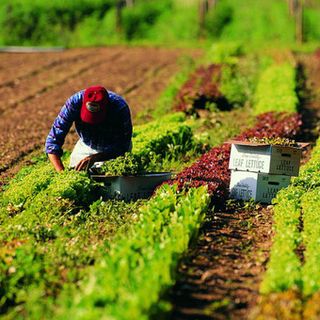 Dopo gli ambulanti scendono in piazza gli stagionali agricoli: &quot;In 45mila esclusi da ogni aiuto in Piemonte&quot;