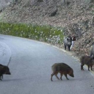 La Provincia adotta nuove misure per il contenimento dei cinghiali La Provincia adotta nuove misure per il contenimento dei cinghiali