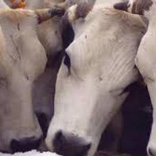'La piemontese ieri, oggi e domani'. Si parla di carne e salute in un convegno a Tigliole