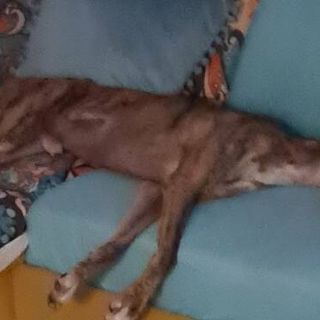 Asti: ritrovato Leo, il levriero scomparso da tre giorni