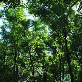 Festa dell’Albero 2019: da domani piantumazioni contro l’emergenza climatica