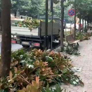 In corso Dante si tagliano le piante. Per qualche ora, meglio percorrere strade alternative [VIDEO]