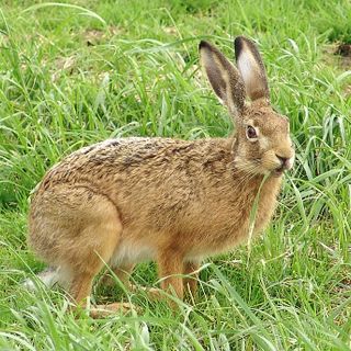 Assolto con formula piena l'ex tesoriere di Federcaccia Asti per il caso 'Lepus aliena'