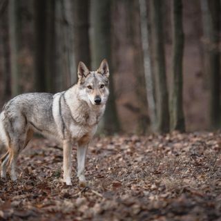 Protezione dai lupi, dal Piemonte un bando per gli agricoltori a difesa del bestiame