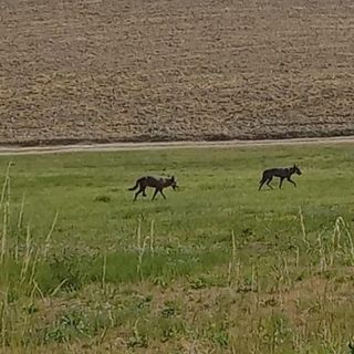 Alcuni lupi avvistati nelle campagne di Moncalvo