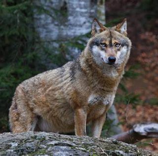 Lupi: si indennizzano gli agricoltori piemontesi per i danni causati dagli animali