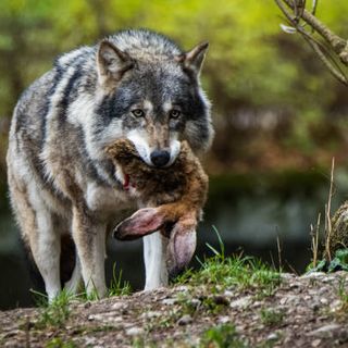 Risarcimento per gli allevatori piemontesi a causa dei danni da predazione dai lupi