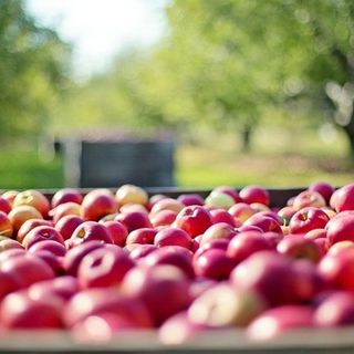 Agricoltura, l'assessore Protopapa: &quot;La Regione sostiene i Distretti del cibo&quot;