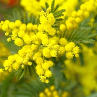 Festa della donna: anche a San Damiano in programma un ricco calendario di eventi