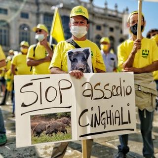 Cinghiali, la protesta di Coldiretti: &quot;Danni in aumento, serve intervenire subito&quot;