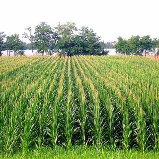 Confagricoltura: in Piemonte quest’anno si coltiveranno 13.000 ettari di seminativi in più rispetto al 2021