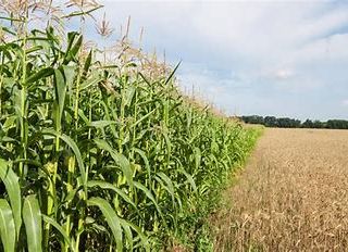 Ucraina: in Italia pronti a produrre 75 milioni ei quintali in più di mais e grano