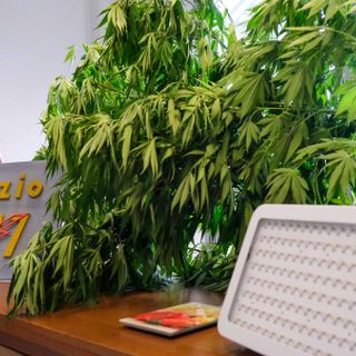 Coltiva marijuana tra Tonco e Montiglio, denunciato 'agricoltore' di Villadeati