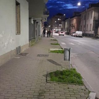Abbattimento alberi corso Matteotti