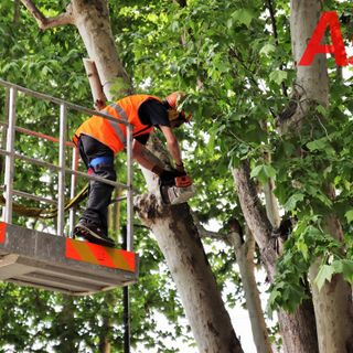 Il taglio ai platani di viale Pilone (MerfePhoto)