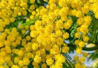 “8 Marzo - Le vetrine si colorano di giallo” , iniziativa della commissione Pari opportunità della Provincia di Asti