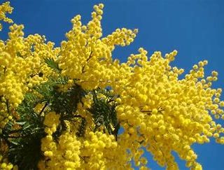 Mimosa e cielo. I colori dell'Ucraina