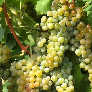 L’Associazione dei Comuni del Moscato chiede alla Regione misure a sostegno del comparto vitivinicolo