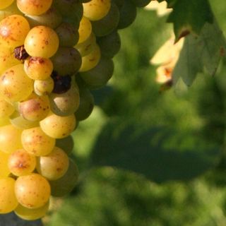 Dopo la conferma della crescita dell'Asti Spumante e del Moscato d'Asti Docg, al via lo sblocco riserva vendemmiale
