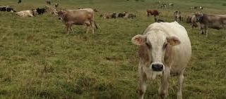 La pioggia ad Asti fa fuggire una mandria di mucche nei pressi del Tanaro La pioggia ad Asti fa fuggire una mandria di mucche nei pressi del Tanaro