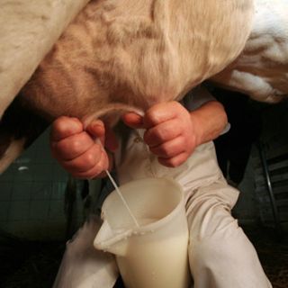Confagricoltura sul prezzo del latte: &quot;Quotazioni in calo per gli allevatori, nessun beneficio per i consumatori&quot;