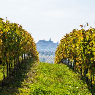 Nizza Docg: l'Associazione produttori chiude un 2023 da record