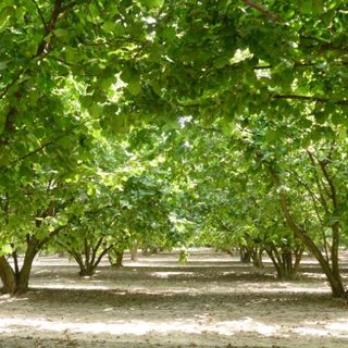 Verde pubblico, Ambiente Asti interroga l'amministrazione sul Piano del Verde