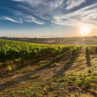 Produttori vinicoli lanciano un grido d'allarme: servono soluzioni per affrontare un periodo critico per l'agricoltura