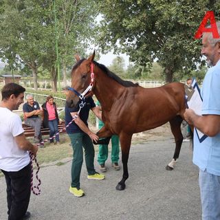 Uno dei cavalli sottoposti a visita nel corso della giornata di oggi